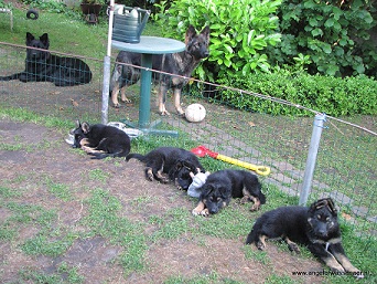 En toen hadden we nog maar 4 zwart-bruine pups over